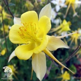 Aquilegia hybrida Spring Magic Yellow Аквилегия гибридная Спринг Мэджик Йеллоу