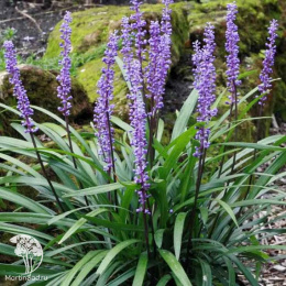 Лириопе мускари Биг Блю