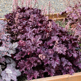 Гейхера Форевер Пёрпл