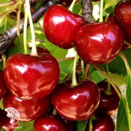 Сверхвыгодный комплект! Вишня (дюк) Ивановна + опылитель Вишня Любская