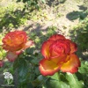 Роза чайно-гибридная Утопия фото 1 