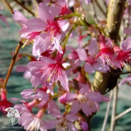 Сакура Вишня декоративная Паян