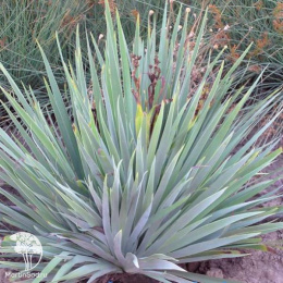 Колосняк песчаный