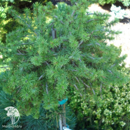 Лиственница европейская Компакта на штамбе