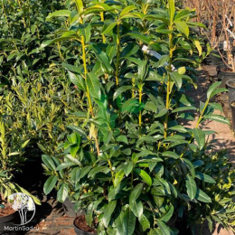 Лавровишня обыкновенная Генолия