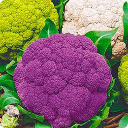 Капуста цветная Сахарная глазурь +Кораллы Клары серия Дуэт