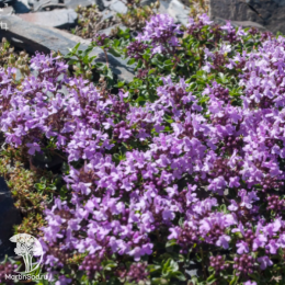 Тимьян ползучий Мэджик Карпет