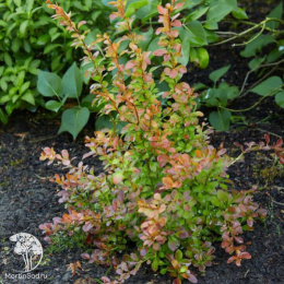 Барбарис Тунберга Оранж Альф