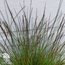 Овсяница сизая Санрайз