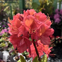 Азалия гибридная Джуанита