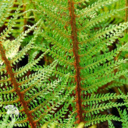 Многорядник щетинковый Пролиферум