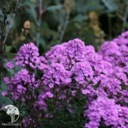 Флокс Хесперис