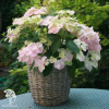 Гортензия гибридная ампельная Френч Болеро Пинк фото 2 