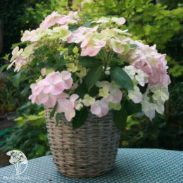 Гортензия гибридная ампельная Френч Болеро Пинк