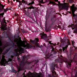 Гейхера Форевер Пёрпл