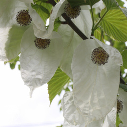 Давидия инволюкрата (Платочное дерево) Леди Дахлия
