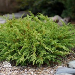 Микробиота перекрестнопарная Лукас