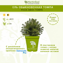Ель обыкновенная Томпа