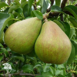 Груша Дойне де Комис на штамбе