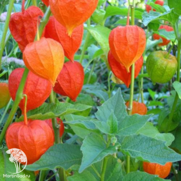 Фото Физалис франше Гигантеа