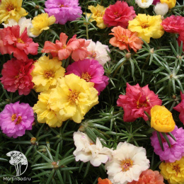 Портулак Фламенко махровый  Уд. с.