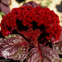 Целозия гребенчатая Императрица