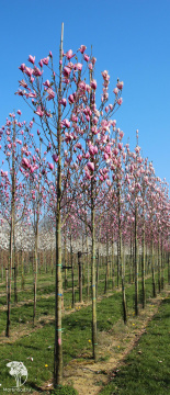 Фото Магнолия гибридная Хэвен Сцент на штамбе
