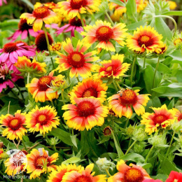 Гайлардия крупноцветковая  Меса Брайт Биколор