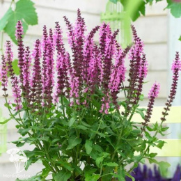 Шалфей дубравный Сенсейшн Роуз