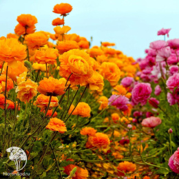 Лютик (Ранункулюс) Цветущая долина оранжевая F1 пробирка, серия Эксклюзив Саката Н21