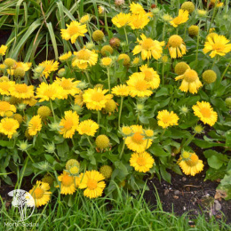 Гайлардия крупноцветковая Меса Еллоу