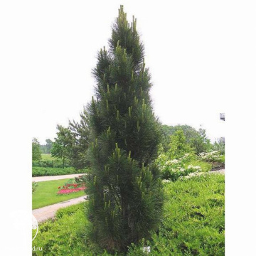 Фото Сосна новогодняя черная Пирамидалис