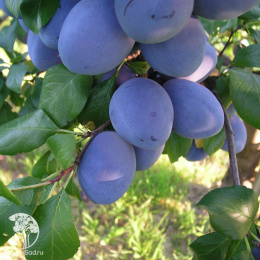 Слива гибрид Ренклод Колхозный + Яичная Синяя
