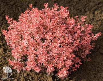 Фото Барбарис Тунберга Инспирейшн