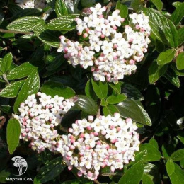 Калина Берквуда Анне Расселл