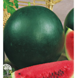 Арбуз Огонек