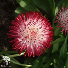 Маргаритка Хабанера белая с красными кончиками