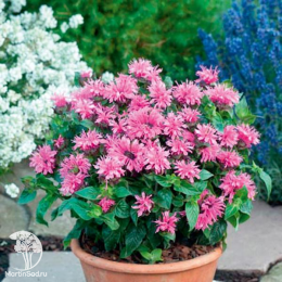 Набор для ароматной грядки монарда Би-Хэппи + Кренберри Лейс + Элизес Лавендер