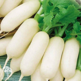 Редис Английский завтрак + Белый завтрак