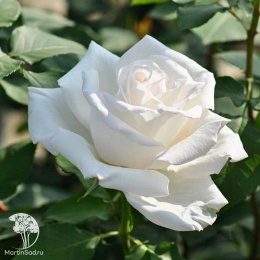 Роза чайно-гибридная Тенека