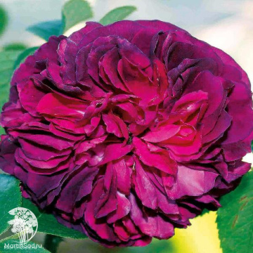 Фото Rosa Souvenir d'Alphonse Lavallee Роза Сувенир д'Альфонс Лавалле (С-20, 4-5 лет, П/Т8/Б/6)