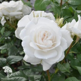 Роза чайно-гибридная Аннапурна белая