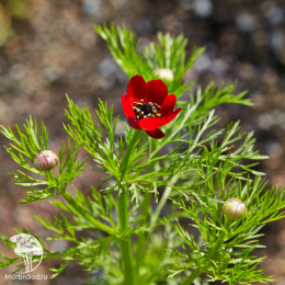 Адонис Красная шапочка (летний)