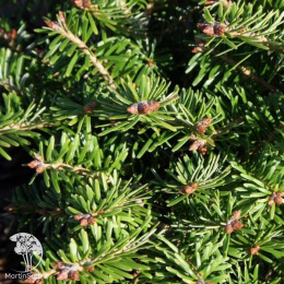  Пихта белая Млада Болеслав