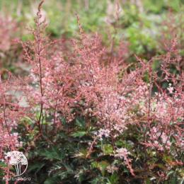 Астильба простолистная Иншриах Пинк