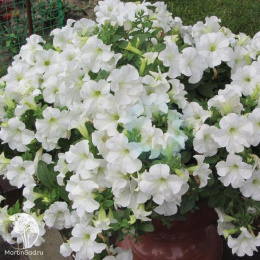 Петуния минифлора Бэби Джоконда Вайт (Семена Профи)