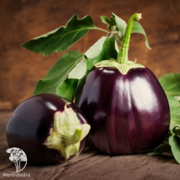 Баклажан Илья Муромец +Русский витязь серия Дуэт 