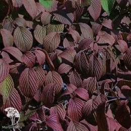 Калина складчатая Сент Кеверн на штамбе