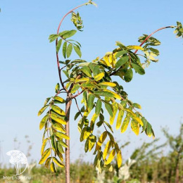 Рябина обыкновенная Пендула Вариегата на штамбе