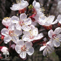 Абрикос Ансу